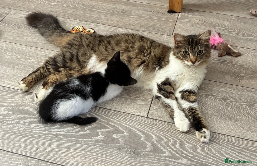 British Shorthair cats for sale: 2 adorable sisters - Advert 2