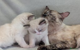 Ragdoll cats for sale: Two beautiful female ragdoll kittens - Image 2