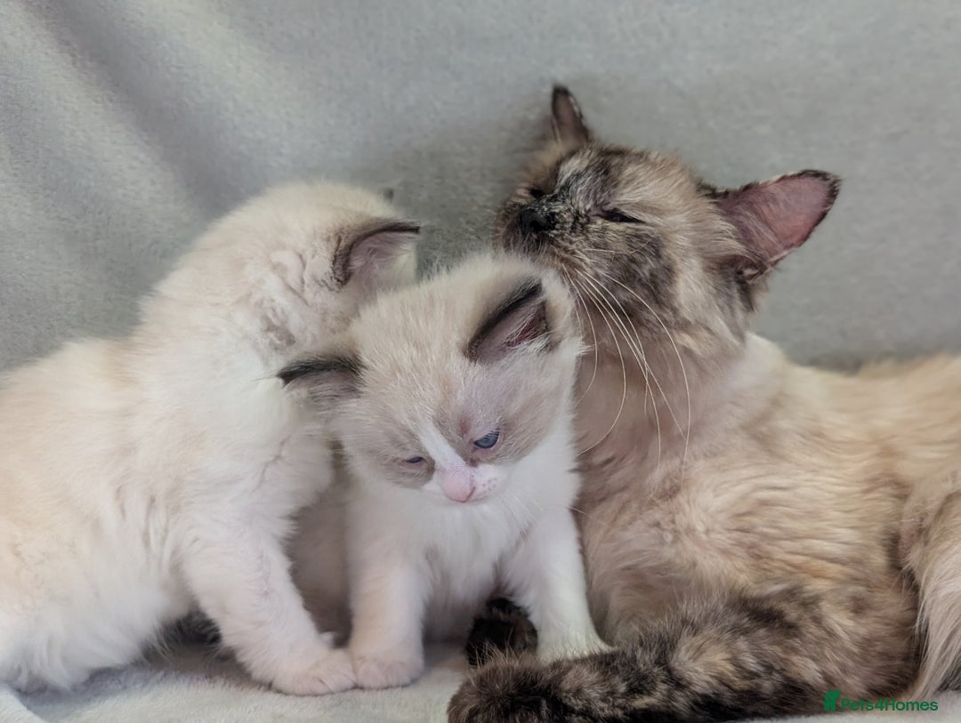 Ragdoll cats for sale: Two beautiful female ragdoll kittens - Image 2