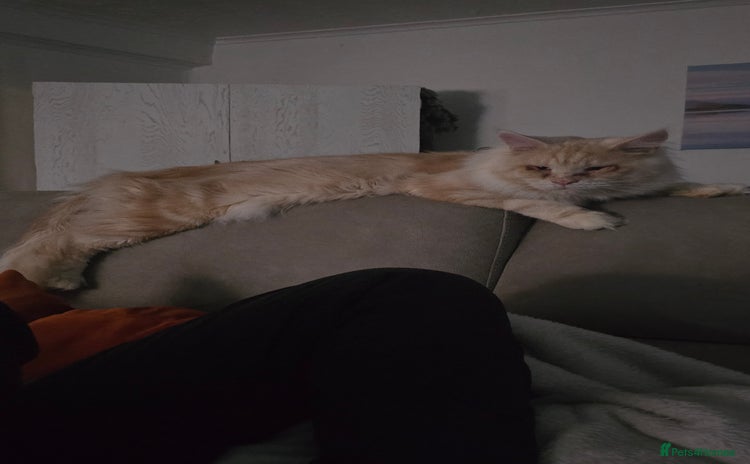 Maine Coon cats - Advert 4