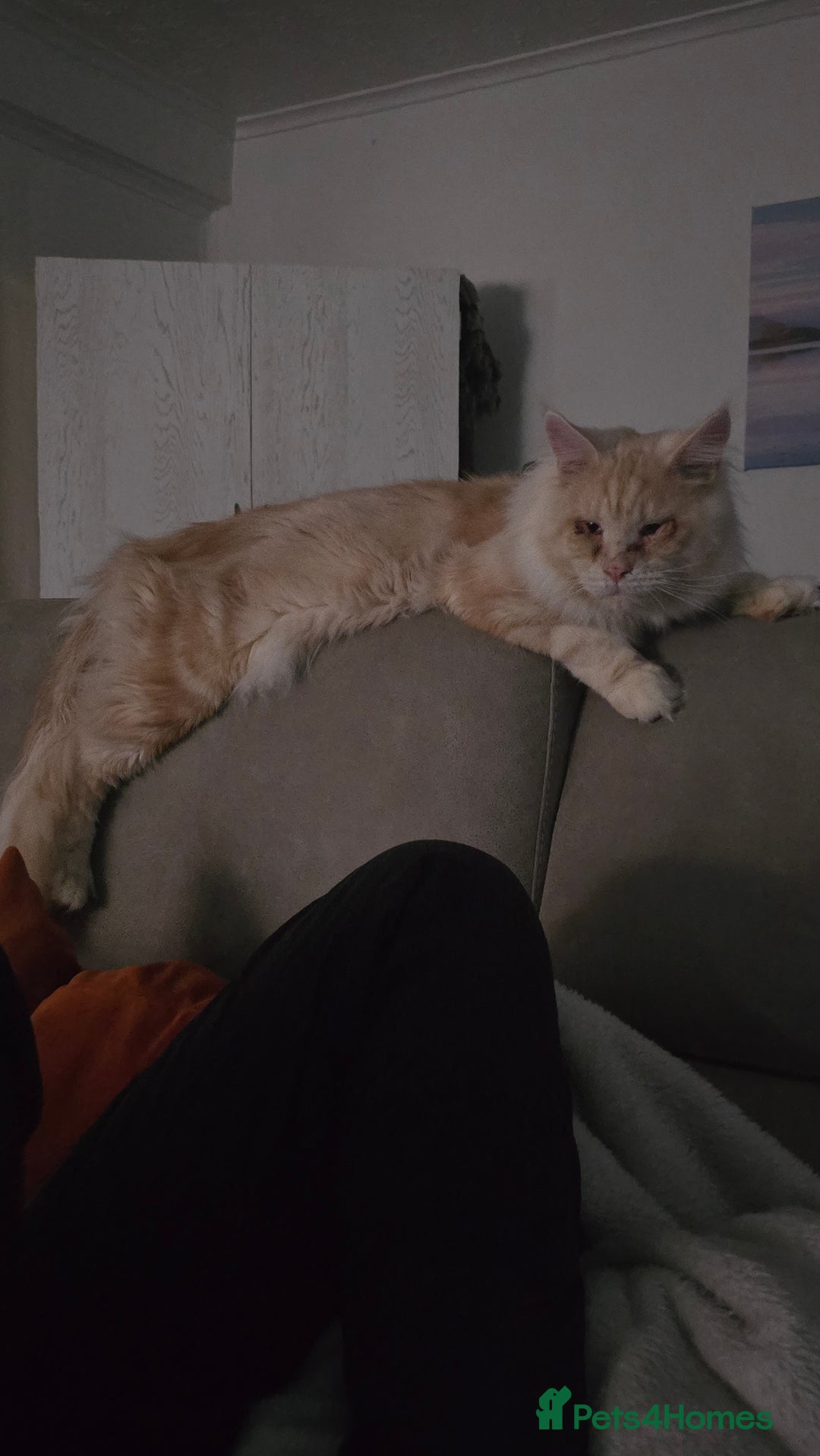 Maine Coon cats for stud: Eric Cartman - Image 1