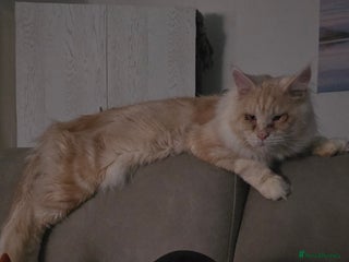 Maine Coon cats - Advert 2