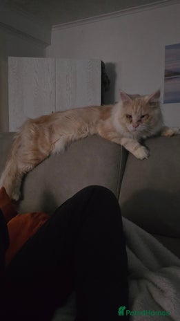 Maine Coon cats Eric Cartman - Advert 5