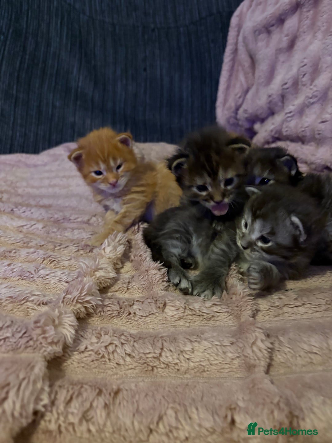 Maine Coon cats for sale: TICA registered Maine coon kittens rare red girl  - Advert 4