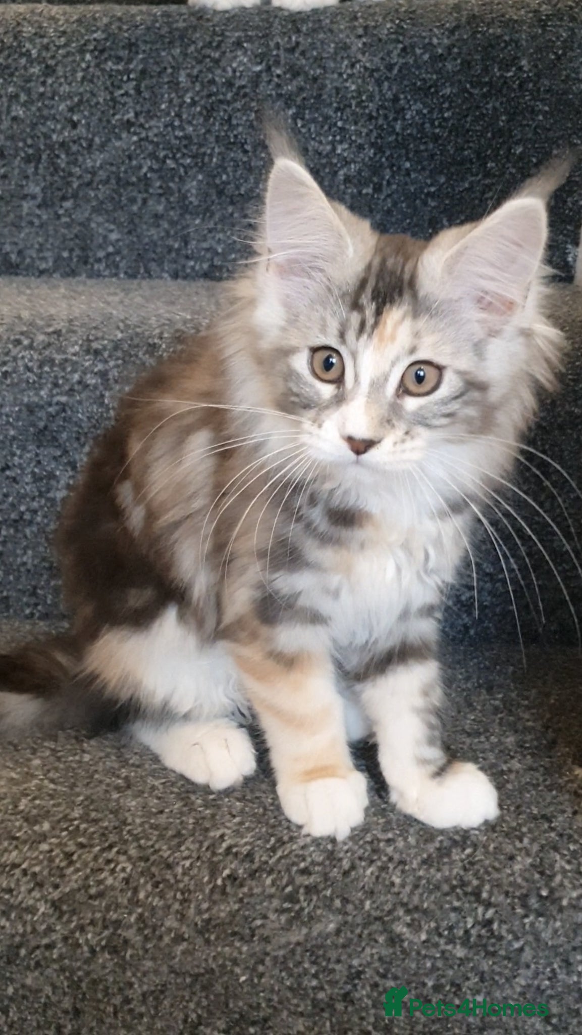 Maine Coon cats pure maine coon kitten - Advert 7