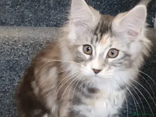 Maine Coon cats pure maine coon kitten - Advert 1