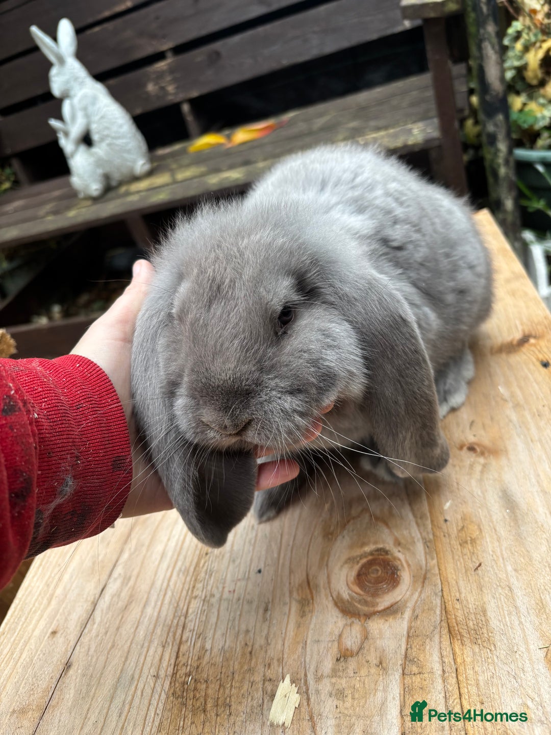 French Lop rabbits for sale: French lops - Advert 2