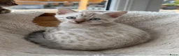 Bengal cats for sale: Bengal Kittens GCCF Registered - Advert 7