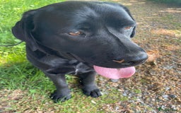 Labrador Retriever dogs for sale: Beautiful black and chocolate pups  - Image 11
