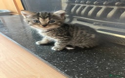 Persian cats for sale: Persian cross kittens - Image 3