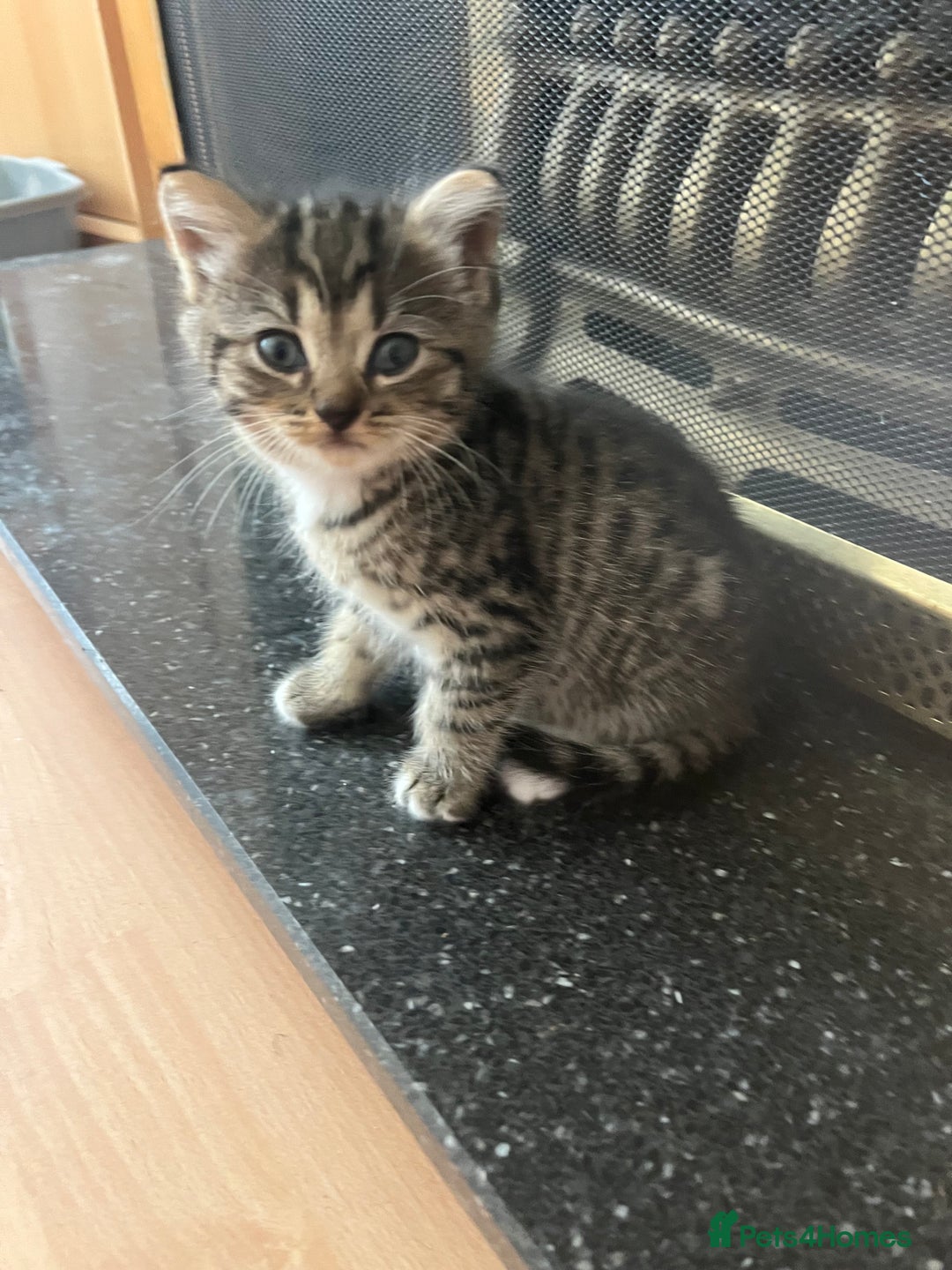 Persian cats for sale: Persian cross kittens - Image 3