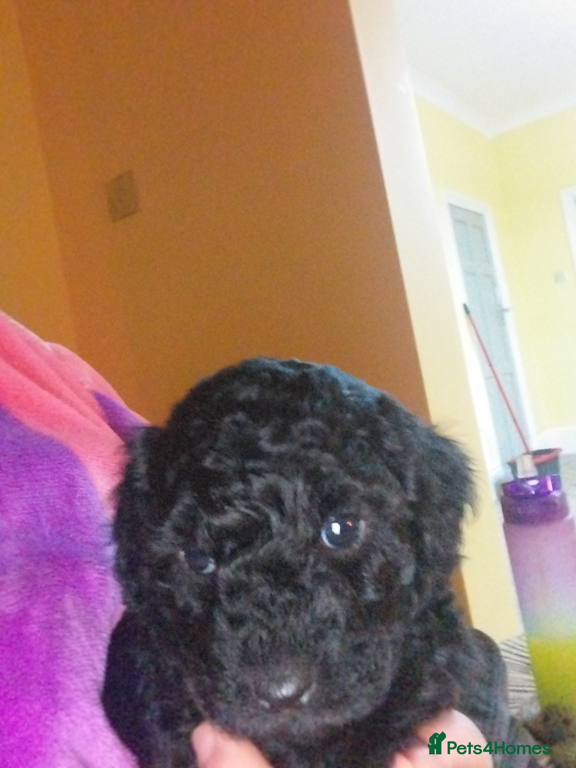 Poochon dogs Gorgeous mini Poochons , born on December 25th !!  - Advert 3