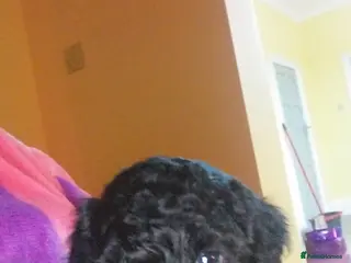 Poochon dogs Gorgeous mini Poochons , born on December 25th !! - Advert 3