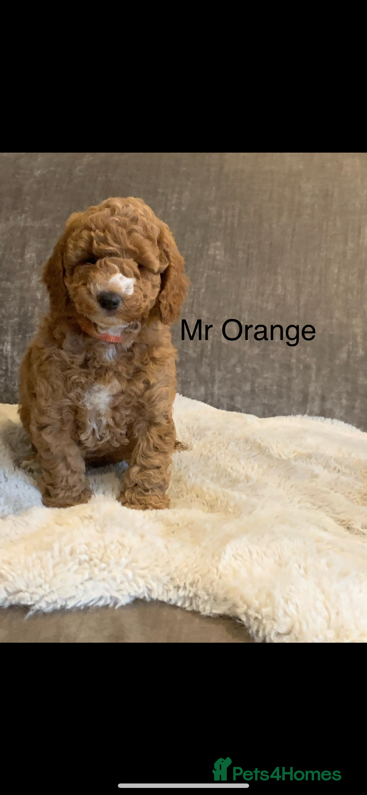 Aussiedoodle dogs Miniature Aussie Doddle puppies  - Advert 10