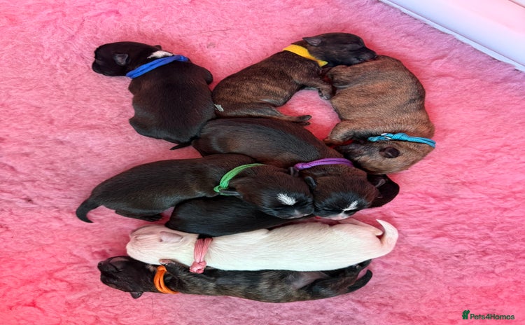 Mixed Breed dogs - Advert 1