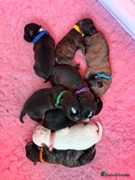 Mixed Breed dogs - Advert 7