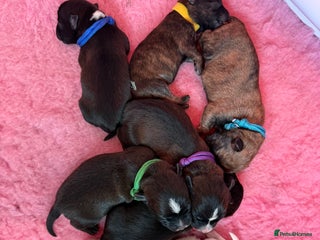 Mixed Breed dogs - Advert 1