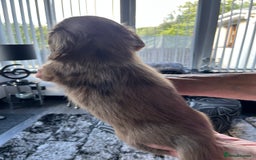 Dachshund dogs for sale: Stunning long haired miniature daxi puppies    - Image 21