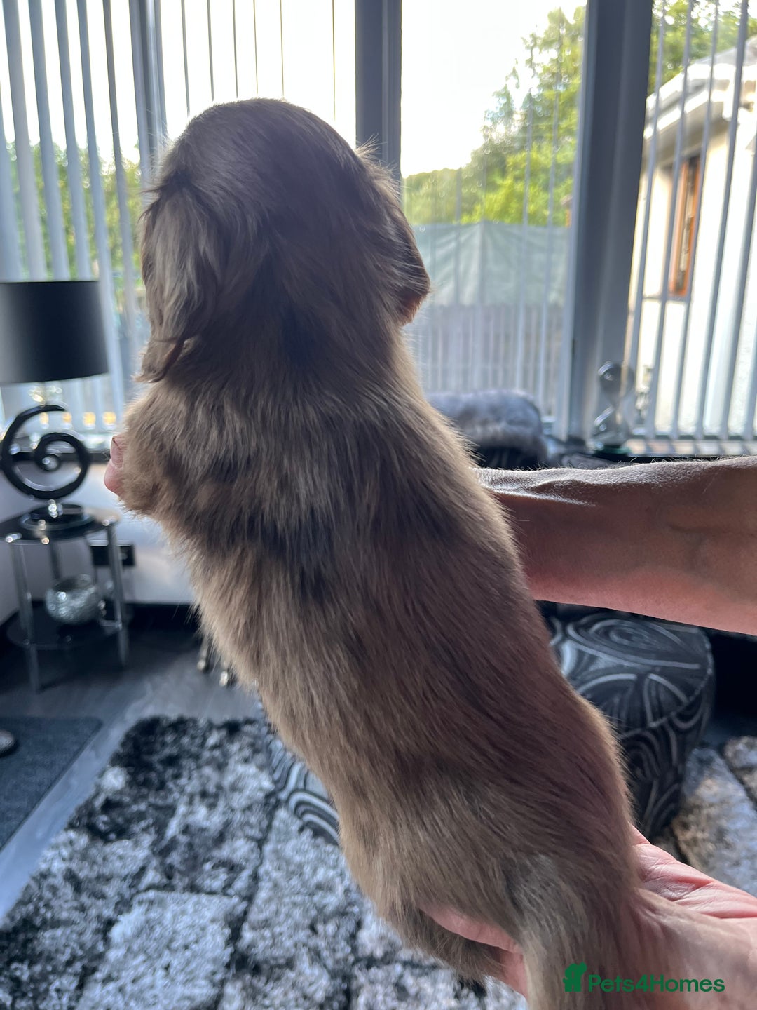 Dachshund dogs for sale: Stunning long haired miniature daxi puppies    - Image 21