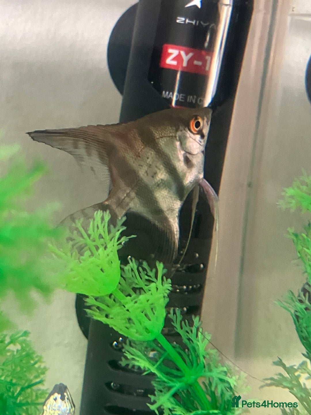Angelfish fish for sale: Marble angelfish for sale - Image 5