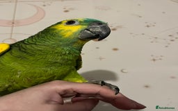 Parrots birds for sale: Baby Blue Fronted Amazon  - Image 1