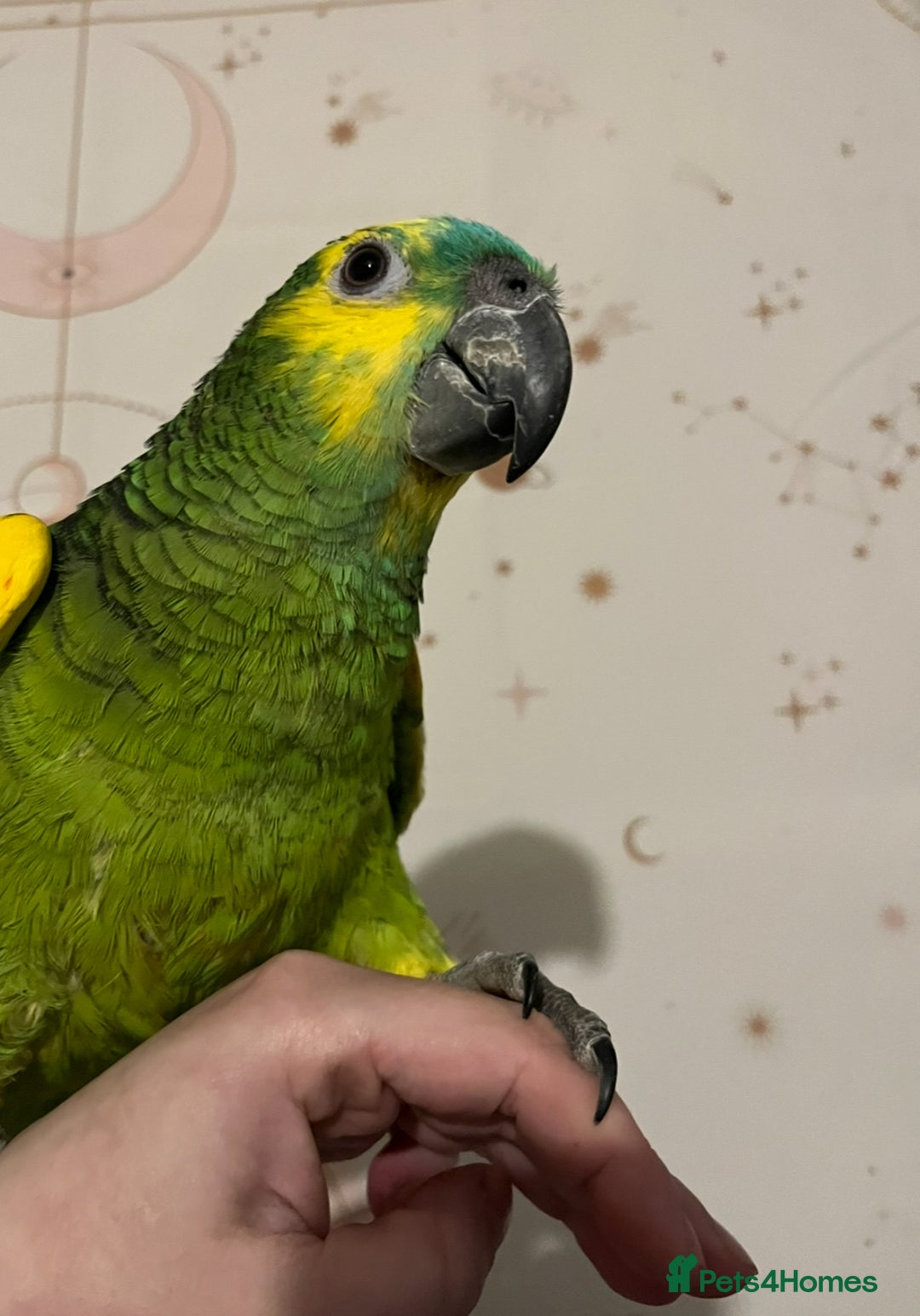 Parrots birds for sale: Baby Blue Fronted Amazon  - Image 1