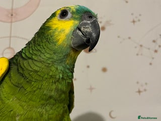 Parrots birds - Advert 14