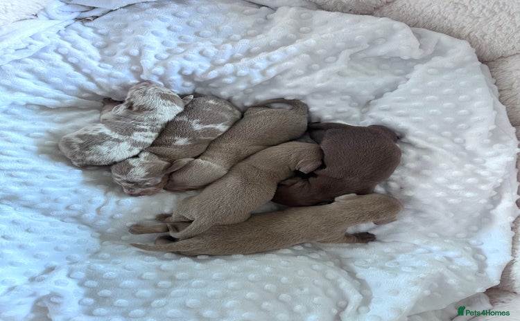 Miniature Dachshund dogs - Advert 3