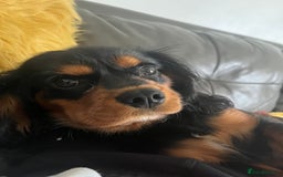 Cavalier King Charles Spaniel dogs for stud: Black & Tan cavalier King Charles spaniel stud  in Ferryhill - Image 9