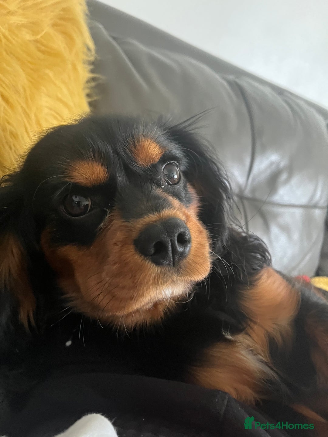 Cavalier King Charles Spaniel dogs for stud: Black & Tan cavalier King Charles spaniel stud  in Ferryhill - Image 9