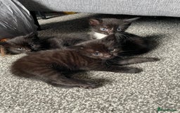 British Longhair cats for sale: Honey’s Kittens!  - Image 13