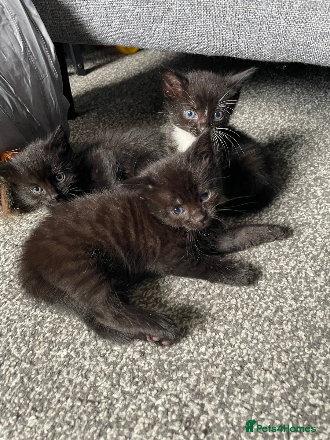 British Longhair cats for sale: Honey’s Kittens!  - Image 13