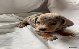 Miniature Dachshund dogs for sale: Miniature dachshund dapples - Image 12