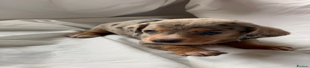 Miniature Dachshund Puppy 4