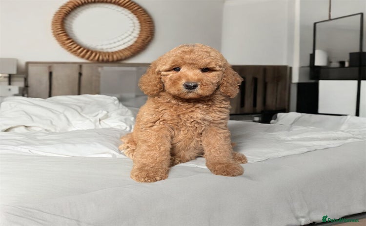 Australian Labradoodle dogs - Advert 1