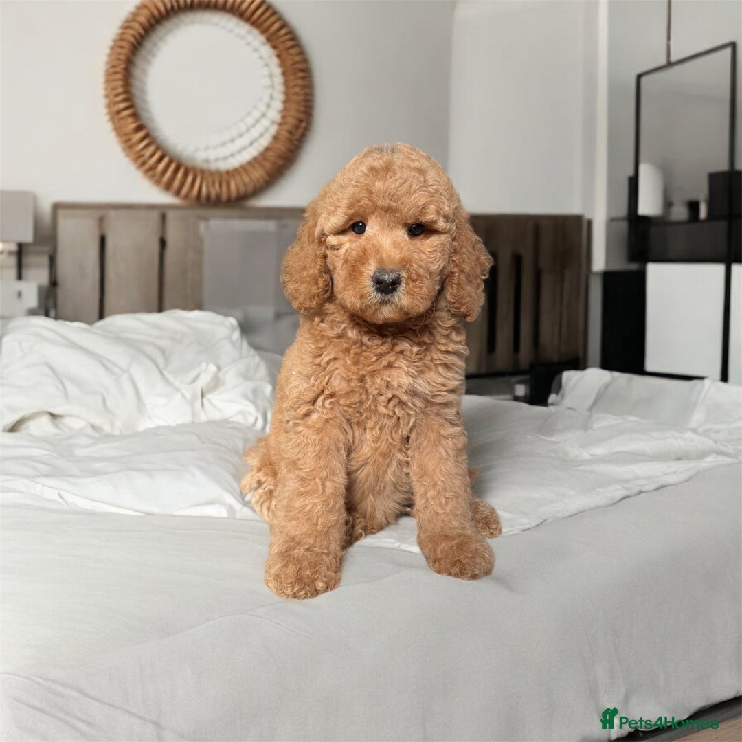 Australian Labradoodle dogs for sale: Only One Girl Left Australian Labradoodle Puppy - Image 6