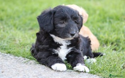 Cavapoochon dogs for sale: Cavapoochon puppies for sale - Image 26