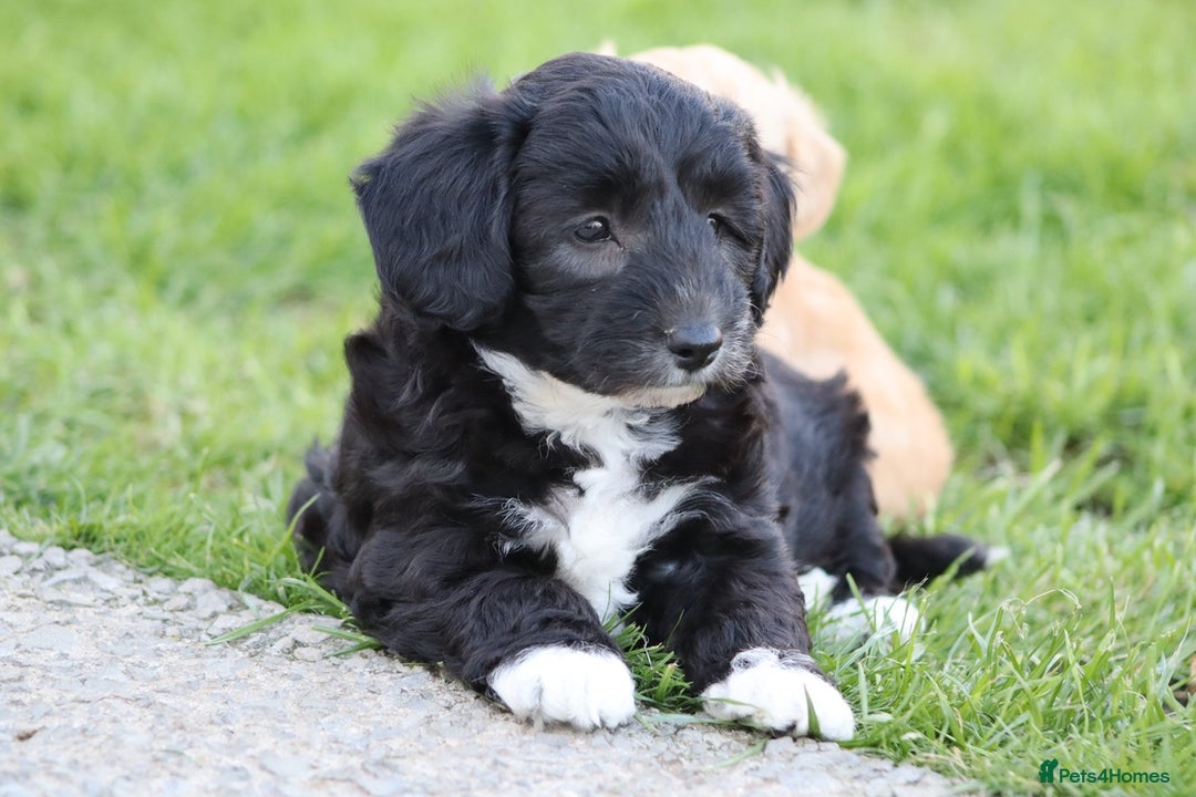 Cavapoochon dogs for sale: Cavapoochon puppies for sale - Image 26