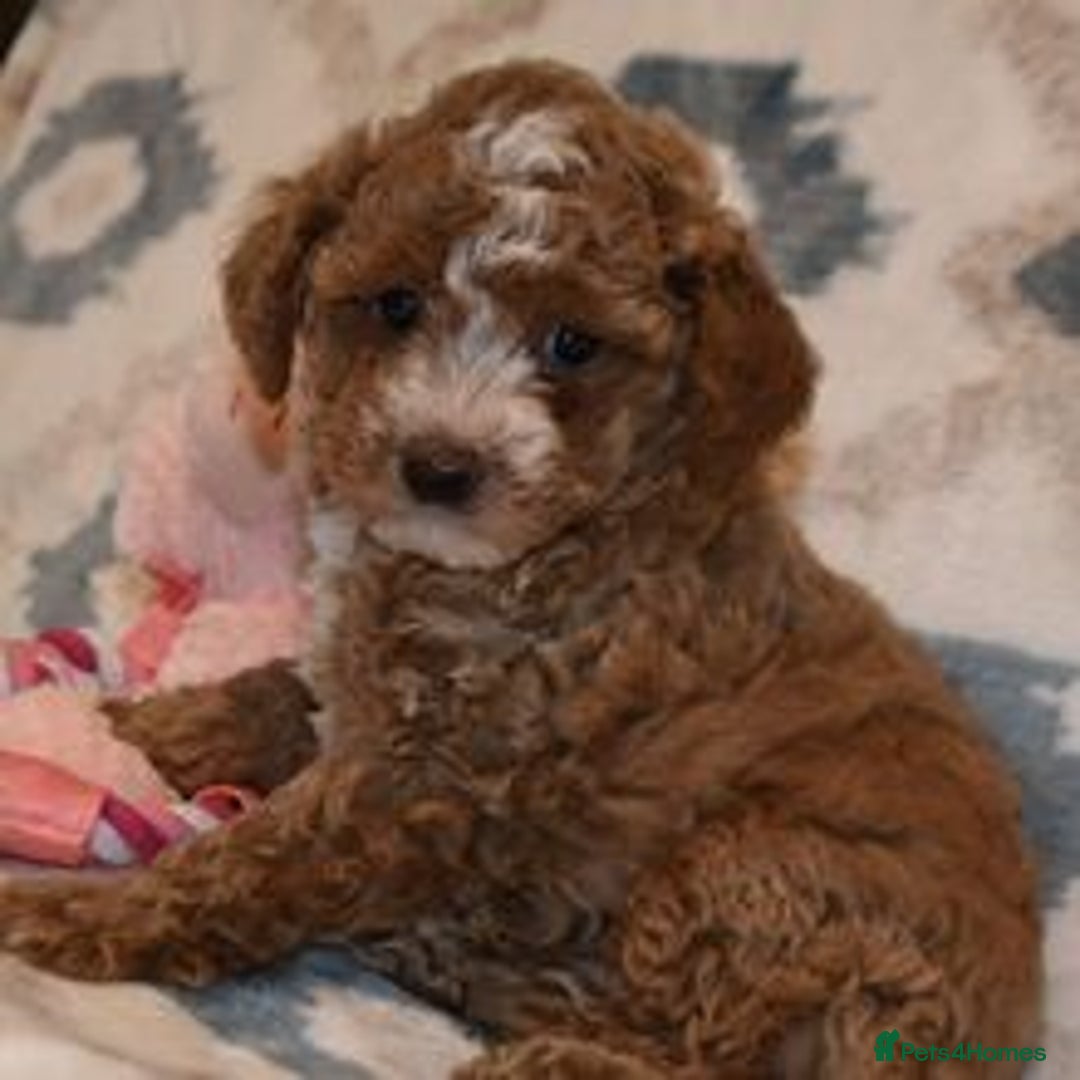 Goldendoodle dogs for sale: Goldendoodle puppies for sale  - Image 6