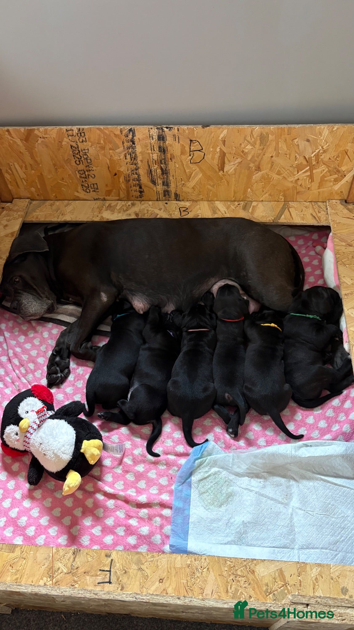 Cane Corso dogs CANE CORSO puppies 4 boys 2 girls (1 sold) - Advert 2