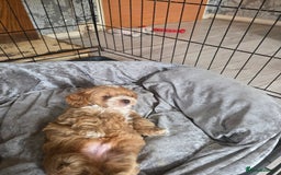 Cockapoo dogs for sale: F1b cockapoos ONLY 1 boy left READY NOW - Image 9