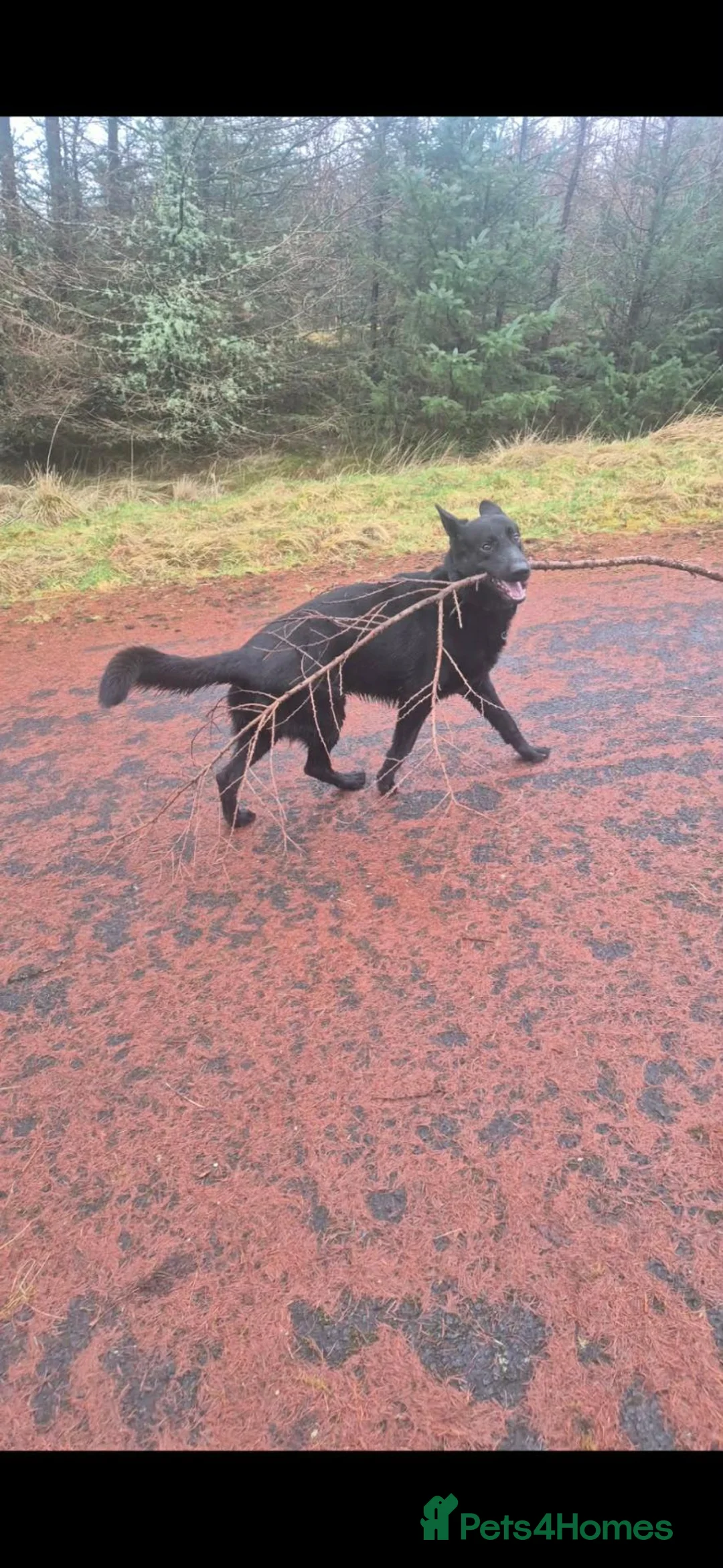 German Shepherd dogs for sale: To be Rehomed - Advert 6