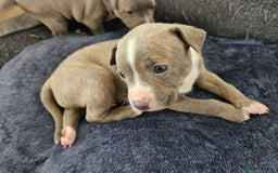 Staffordshire Bull Terrier dogs for sale: RARE CLASSIC MARKINGS - Image 11