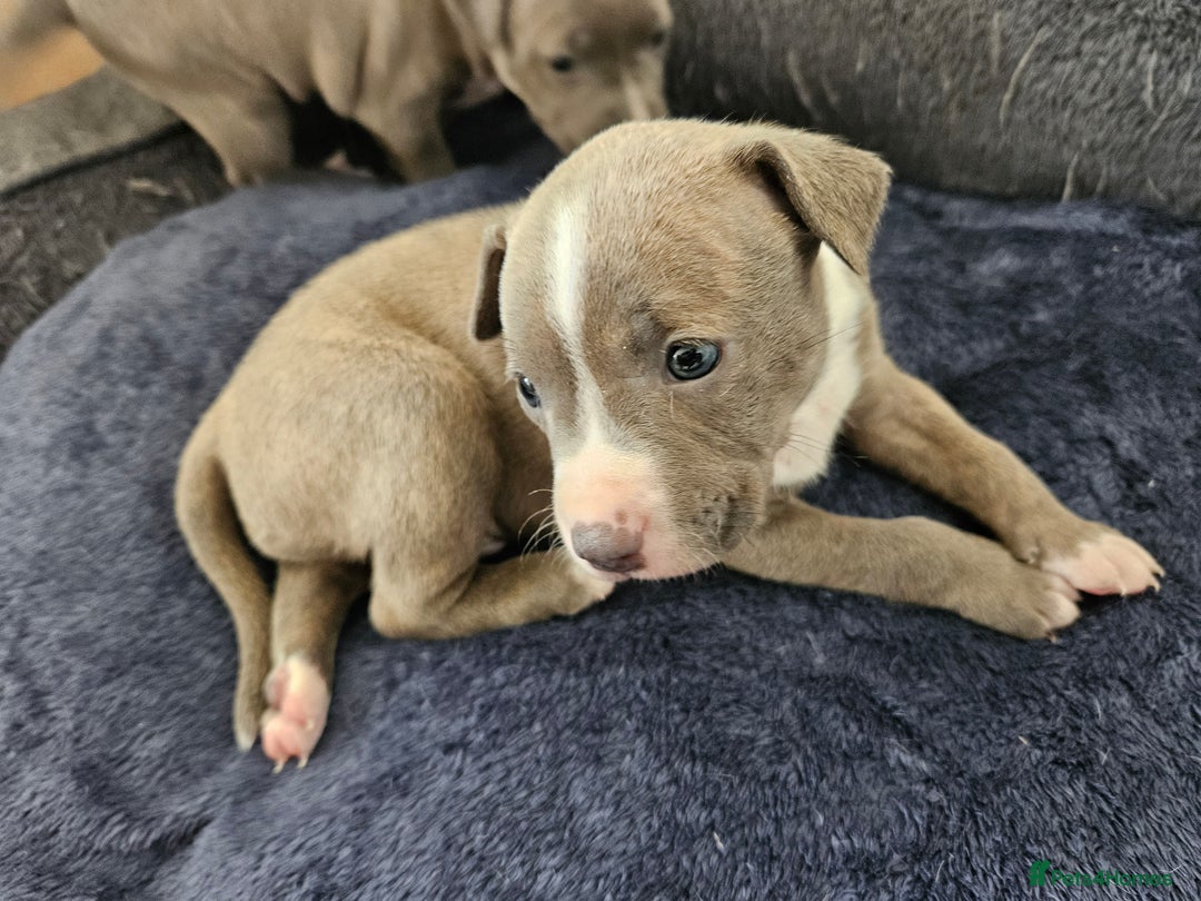 Staffordshire Bull Terrier dogs for sale: RARE CLASSIC MARKINGS - Image 11