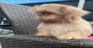 Shih Tzu dogs - Advert 2