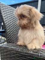 Shih Tzu dogs - Advert 2