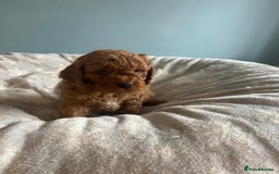 Cavapoo dogs for sale: Stunning F1B Cavapoo puppies  - Image 13