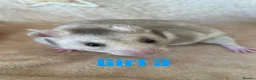 Hamster rodents for sale: Baby Syrian Hamsters  in Bristol - Advert 6