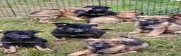 German Shepherd dogs for sale: Kc reg working line German shepherd pups in Barnsley - Advert 10