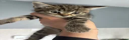 Mixed Breed cats for sale: Adorable kittens - Advert 5